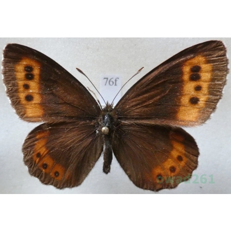 Erebia ligea (Linnaeus, 1758) male Górówka boruta Czech76f